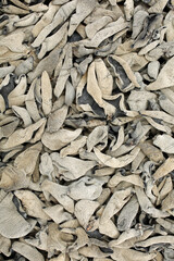 black fungus on white background 