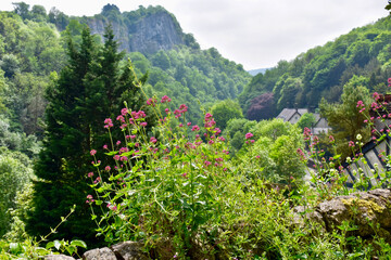flowers in the mountains