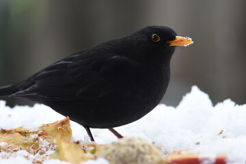 Amsel im Winter