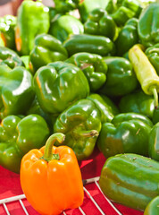 front view, medium distance of a single orange, bell pepper in a group of green bell peppers , on display and for sale at a tropical farmers market, on a sunny morning
