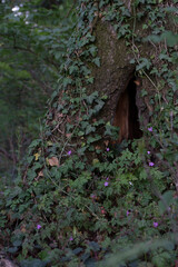 Mystischer Eingang in das Innere eines Baumes