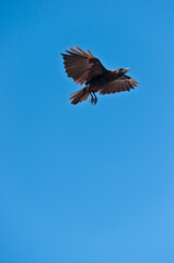 front, bottom view of a crow, preparing to land and squawking to gain a clear space