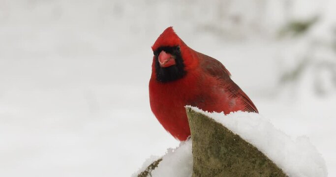 Cardinal on snowy perch chased away by blue jay