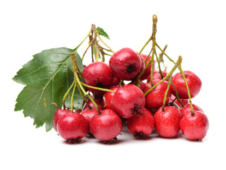 Hawthorn on white background 