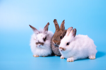Three rabbits white and brown sitting together on blue background with warm family