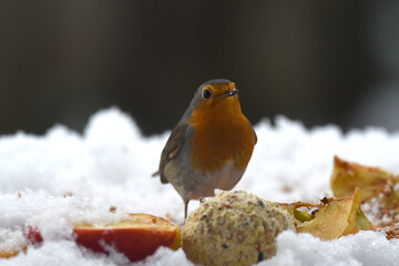 Rotkehlchen im Schnee