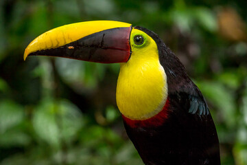Tight portrait of a Chestnut mandibled toucan