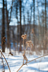 Dried burdock fruit with thorns against the background of blurry trees and buildings.