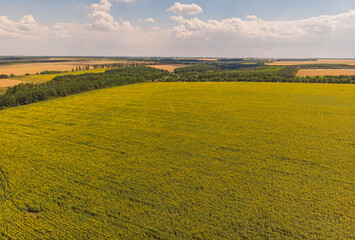 Obraz premium Idyllic yellow sunflower field in sunlight. Location place of Ukraine, Europe. Photo of ecology concept. Perfect natural wallpaper.