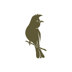 Himalayan Bulbul bird design vector illustration, Creative Himalayan Bulbul bird logo design concepts template, icon symbol