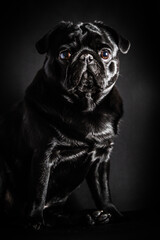 Black Pug