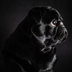 Pug