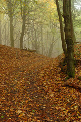 Obraz premium Wald bei leichtem Nebel