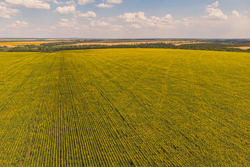 Idyllic yellow sunflower field in sunlight. Location place of Ukraine, Europe. Photo of ecology concept. Perfect natural wallpaper.