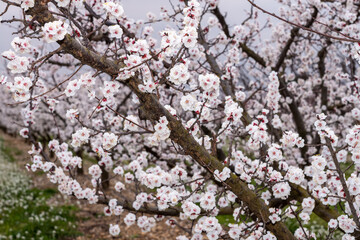 Apricot tree in bloom, apricot blossoms