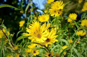 Beautiful yellow daisy flowers in botanical garden, on a sunny but windy day. Flowers sway in the wind
