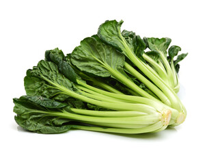 Fresh harvested Tah Tsai lettuce isolated on white. Tah Tsai or (Tatsoi) a commly used green leaf vegetable in Chinese and oriental dishes.