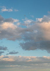 sky with bird