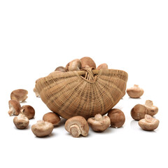 Shiitake mushroom on the White background 