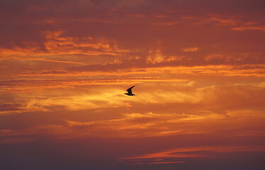 Fototapeta na wymiar A bird flying through the red sky during sunset near Madeira Beach, Florida, U.S.A
