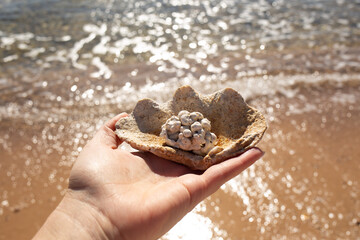 seashell on the beach