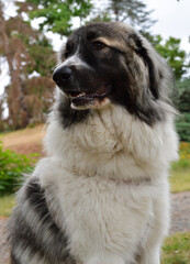 Beautiful Pyrenean Mountain Dog, this is a sheepdog breed.