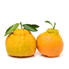tangerine with leaves