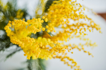 Floral background: a branch of Mimosa on a light background, copyspace for your text: greeting card, blank, mockup, background for greetings on mother's day, international women's day, Spring concept