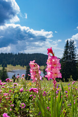 pink flowers in the field