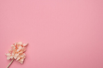Fototapeta na wymiar Dry delicate flowers on a pink paper background with an empty copy space in the center of the image