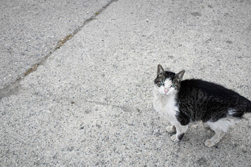 black and white cat