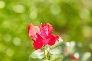 Coral rose flower in roses garden. Top view.