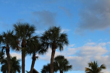 palm trees against blue sky