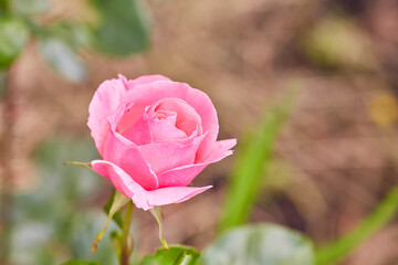 Coral rose flower in roses garden. Top view.