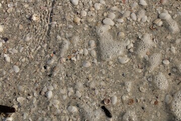 shells in the sand