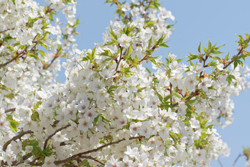 white cherry blossom on blue sky background