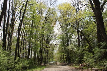 Fototapeta premium footpath in the forest