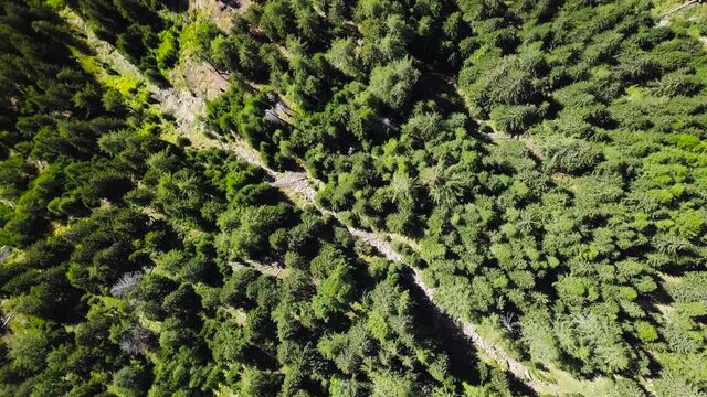 Aerial of mountanious forests at Switzerland