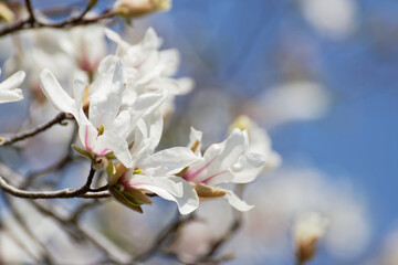 blooming Kobushi magnolia tree in spring