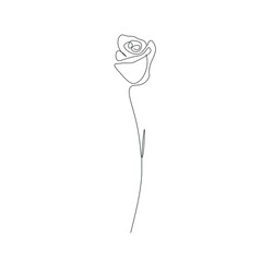 Rose flower on white background, vector illustration