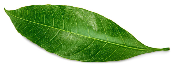 Fototapeta na wymiar citrus leaves isolated on white background. clipping path