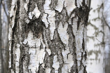 Young birch with black and white birch bark in spring in birch grove against background of other birches