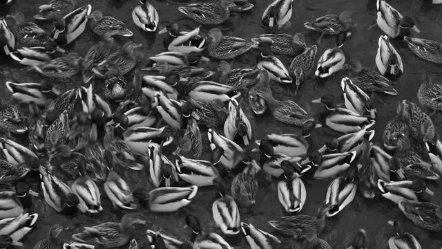 Closeup top view black and white 4k stock video footage of many fastly moving wild male and female ducks swimming in cold winter water of lake. Abstract birds video pattern
