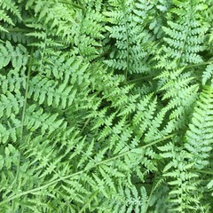 Fototapeta na wymiar Close up of fern leaves for background 
