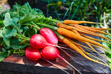radishes and carrots, freshly picked in the garden