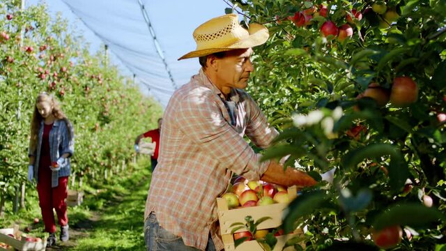 In front of the camera old man farmer collecting some apple from the tree on the wooden box other workers walking down on the apple orchard. 4k