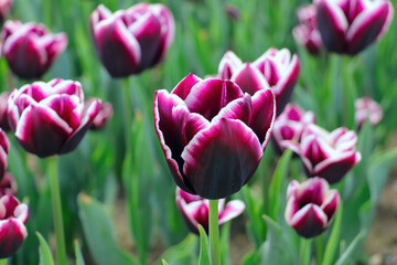 Maroon tulip with white edges close-up in the center in a botanical garden, in the background flowers are blurred