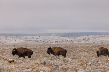 Bison bulls in Winter in Northern Arizona