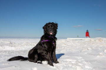 A newfoundland dog in the snow in front of the Charlevoix lighthouse