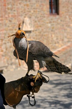Hunting falcon in Tuscan estate 